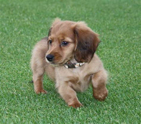 Dachshund rescue tampa - About Good Dog. Good Dog helps you find the Dachshund puppy of your dreams by making it easy to discover Dachshund puppies for sale near you. Search hundreds of Dachshund puppy listings from Good Dog’s trusted Dachshund breeders and start the application process today. Find a Dachshund puppy from reputable breeders near you …